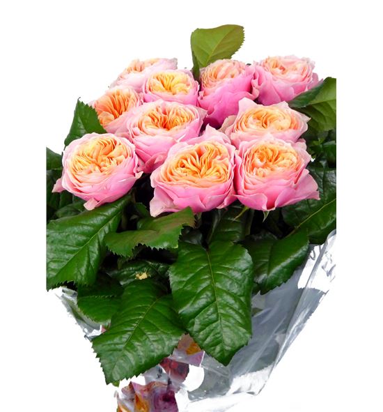 Rosa hol vuvuzela 35 - RGRVUV