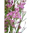 Limonium pink emille 70 - LIROS2