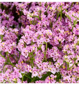 Limonium princess diamond 70 - LIMPRIDIA