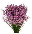 Limonium silver pink 80 - LIMPRIDIA