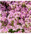 Limonium silver pink 80 - LIMPRIDIA1