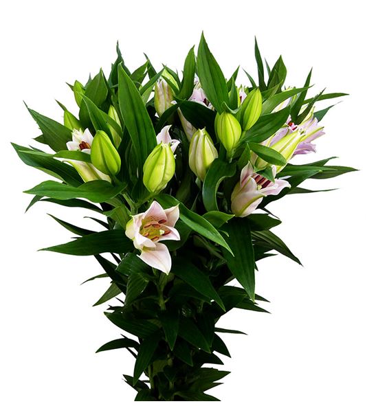 Lilium oriental hol homerus 95 - LOHHOM