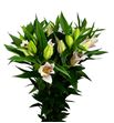 Lilium oriental hol homerus 95 - LOHHOM