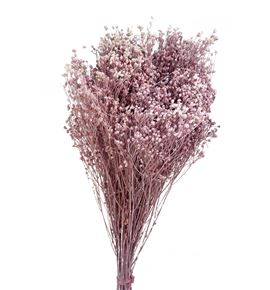 Broom bloom seco rosa claro - BROSECROS