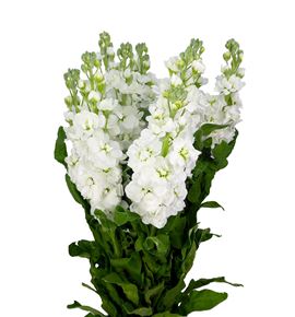 Matthiola centum white 55 - MATCENWHI
