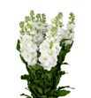 Matthiola centum white 55 - MATCENWHI
