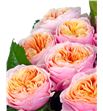 Rosa hol vuvuzela 35 - RGRVUV1