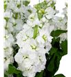 Matthiola centum white 55 - MATCENWHI1