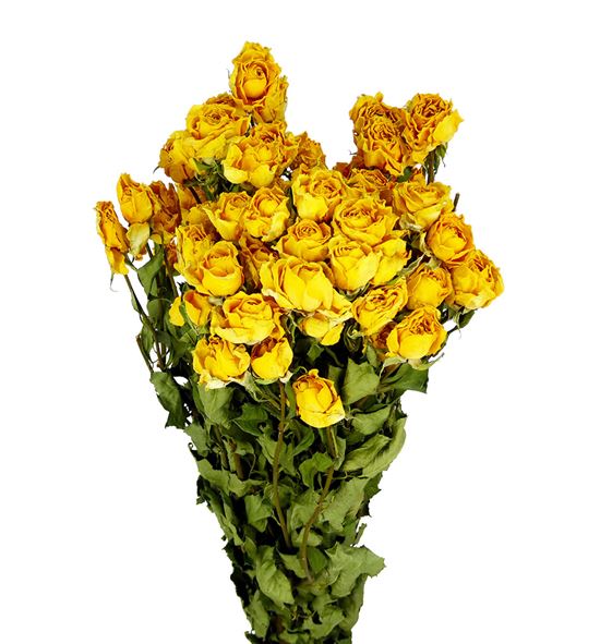Rosa ramificada seca amarilla - ROSRAMAMA