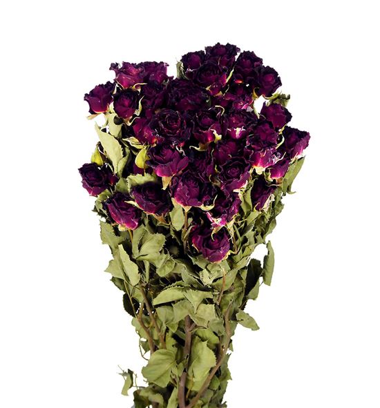 Rosa ramificada seca roja - ROSRAMROJ