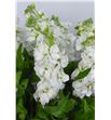 Matthiola centum white 55 - MATCENWHI2