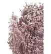 Broom bloom seco rosa claro - BROSECROS1