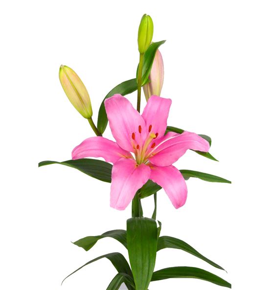 Lilium la hol brindisi 80 - LABRI