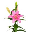 Lilium la hol brindisi 80 - LABRI