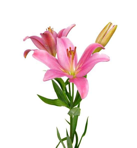 Lilium la hol palena 90 - LAINDSUM