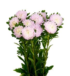 Callistepus rosa - CALROS