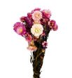 Helichrysum seco rosa - HELSECROS
