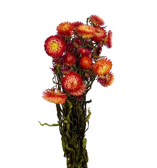 Helichrysum seco salmon - HELSECSAL