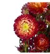 Helichrysum seco salmon - HELSECSAL1