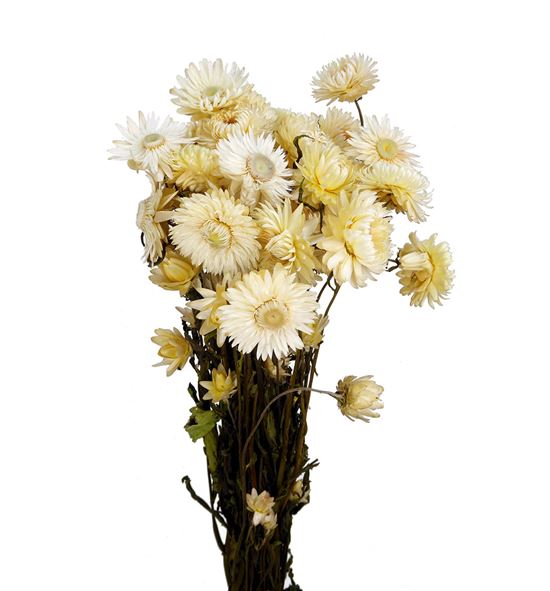 Helichrysum seco blanco - HELSECBLA
