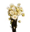 Helichrysum seco blanco - HELSECBLA