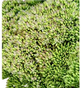 Sedum nac natural - SEDNAT