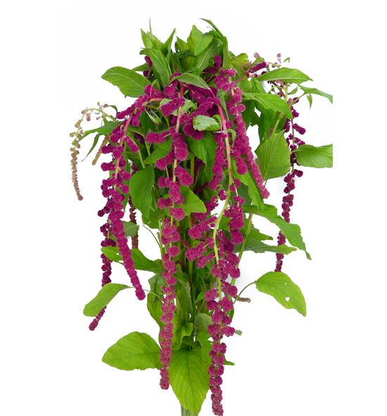 Amaranthus caud rosary 90 - AMACAUROS