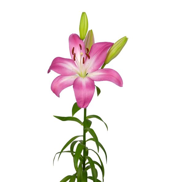 Lilium la hol arbatax 90 - LAARB