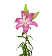 Lilium la hol arbatax 90 - LAARB