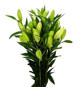 Lilium oriental hol santander 95 - LOHSAN