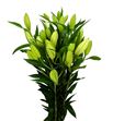 Lilium oriental hol santander 95 - LOHSAN