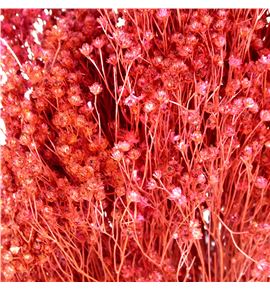 Broom bloom seco rosa - BROSECROSOSC