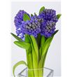Jacinto blue star 30 - HYABLUSTA