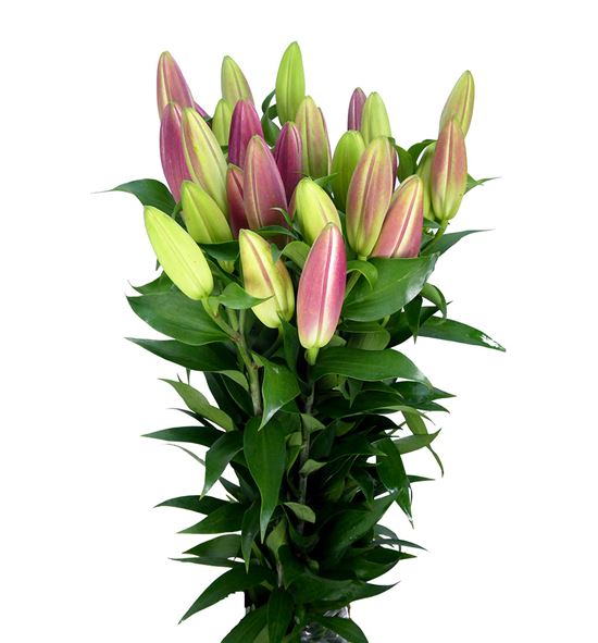 Lilium oriental hol brusago 90 - LOHBRU