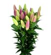 Lilium oriental hol brusago 90 - LOHBRU