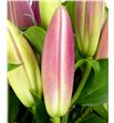 Lilium oriental hol brusago 90 - LOHBRU1