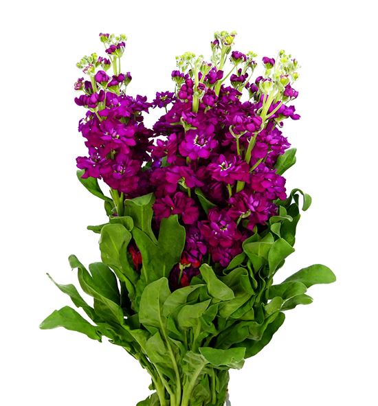 Matthiola anyt red 50 - MATANYRED