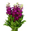 Matthiola anyt red 50 - MATANYRED