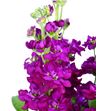 Matthiola anyt red 50 - MATANYRED1