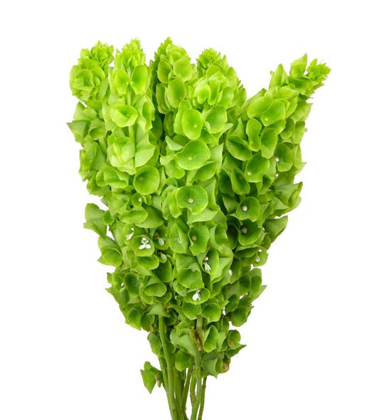 Moluccella stuk 100 - MOLSTU