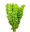 Moluccella stuk 100 - MOLSTU