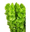 Moluccella stuk 100 - MOLSTU1