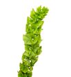 Moluccella stuk 100 - MOLSTU2