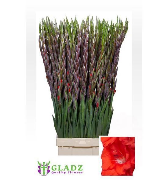 Gladiolo red beauty 120 - GLABUN