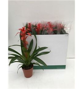 Pl. guzmania allure 65cm x8 - GUZALL81565