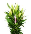 Lilium oriental hol mero star 85 - LOHMERSTA