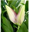 Lilium oriental hol ov blanco 80 - LOHOVBLA1