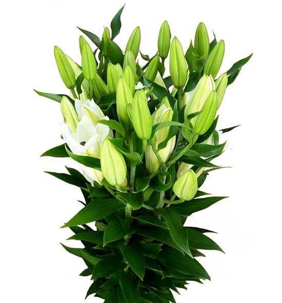 Lilium oriental hol santander 80