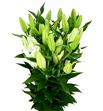 Lilium oriental hol santander 80 - LOHSIG