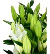 Lilium oriental hol santander 80 - LOHSIG1
